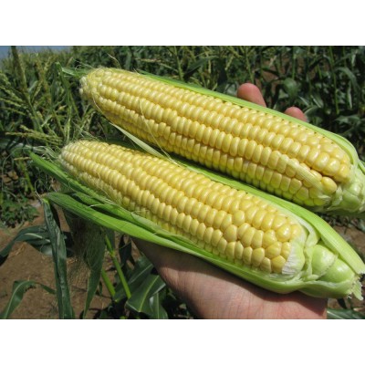 Семена кукурузы сахарной Свит Наггет F1 1000 семян Agri-Saaten