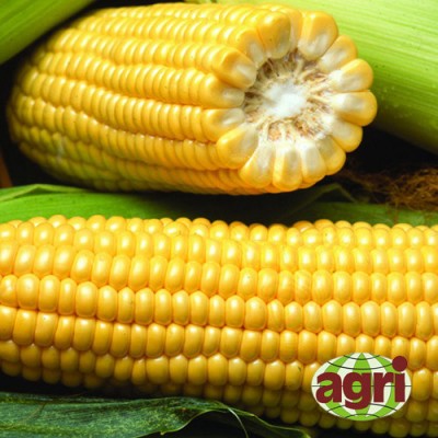 Семена кукурузы сахарной Вондер F1 1000 семян Agri-Saaten