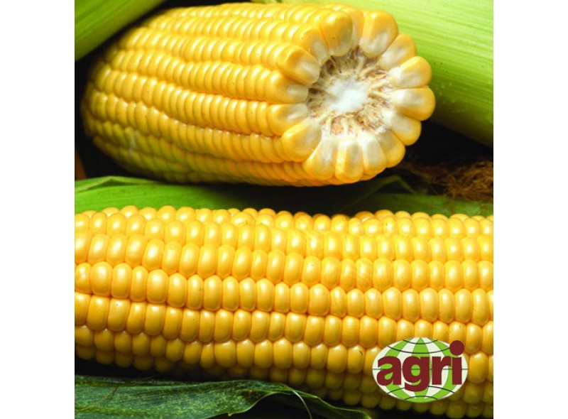 Семена кукурузы сахарной Вондер F1 1000 семян Agri-Saaten