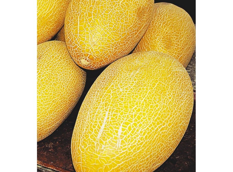 Семена дыни Ананас 100 гр., Agri-Saaten