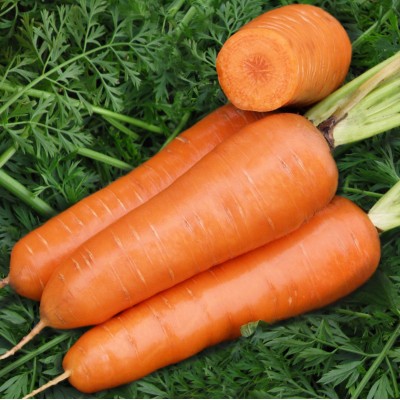 Насіння моркви Шантане типу Шантане Ред Кор 500 гр. Agri-Saaten