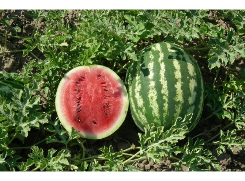 Семена арбуза сортового Кримсон Свит, 500 гр., Agri-Saaten