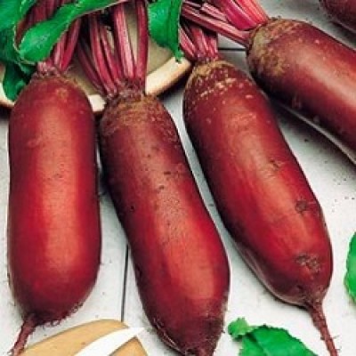 Семена свеклы столовой цилиндрической Фороно 50000 семян, Agri-Saaten