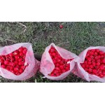 Мешок полиэтиленовый 46см х 100см, 40Мк (Шуршик) (цена за 100шт)