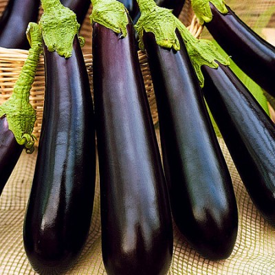 Семена баклажана Ирис (Iris F1) 1000 сем., Cora Seeds