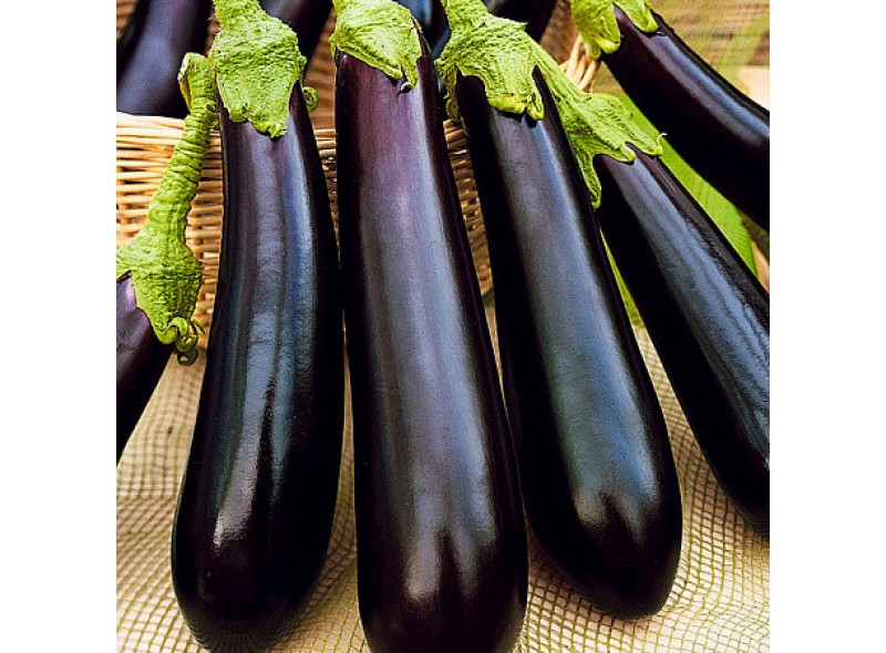 Семена баклажана Ирис (Iris F1) 1000 сем., Cora Seeds