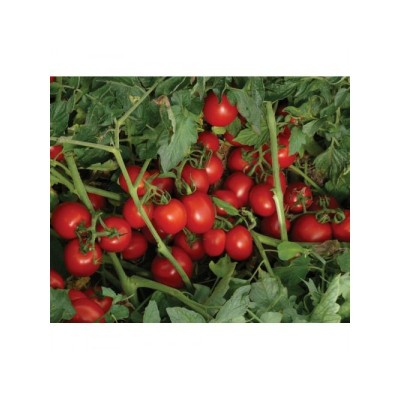 Семена томата детерминантного 1785 F1 (5000 семян), среднеранний, Lark Seeds