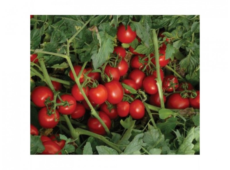 Семена томата детерминантного 1785 F1 (5000 семян), среднеранний, Lark Seeds