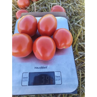 Семена томата детерминантного 9960 F1 (5000 семян) Lark Seeds