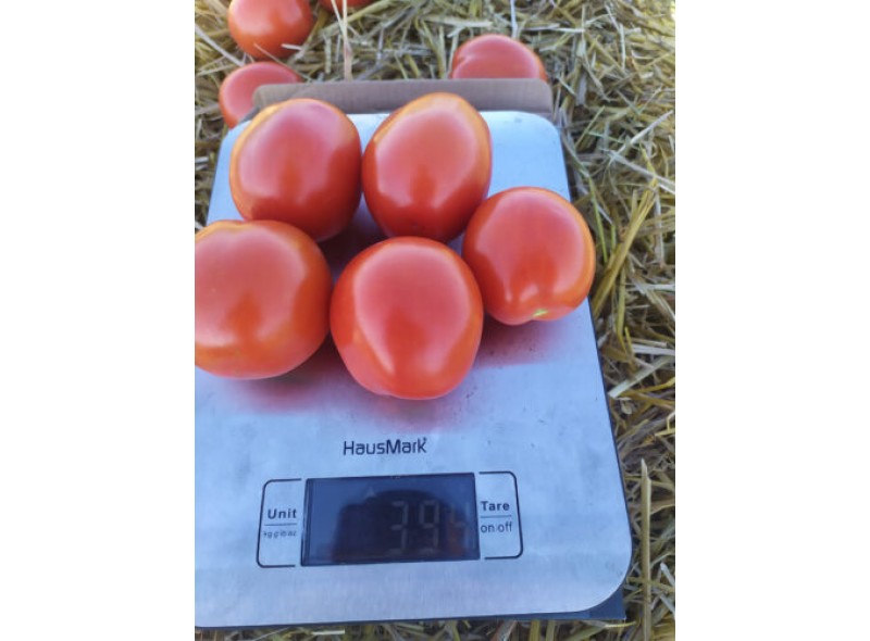 Семена томата детерминантного 9960 F1 (5000 семян) Lark Seeds