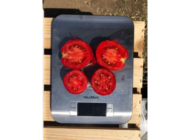 Семена томата детерминантного 9969 F1 (5000 семян), среднеранний, Lark Seeds