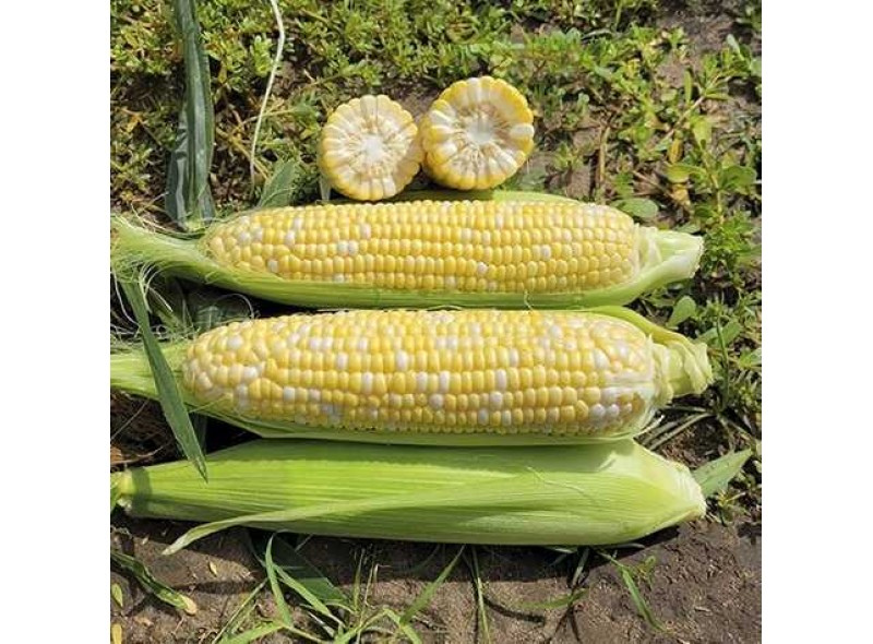 Семена кукурузы сахарной (Sh2 тип) 1860 F1 (73-75 дней), кочан 25 см (25 000 сем.) Lark Seeds Семена кукурузы сахарной (Sh2 тип) 1860 F1 (73-75 дней), кочан 25 см (25 000 сем.) Lark Seeds