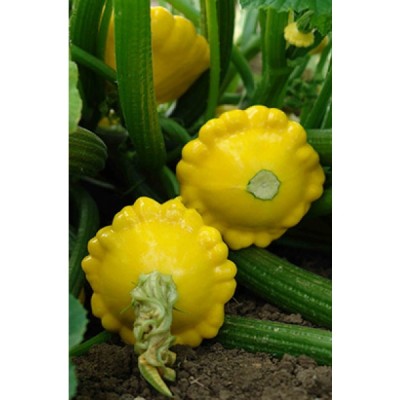 Семена (Санни Делайт),Sunny Delight F1 - Патиссон, 100сем, Seminis