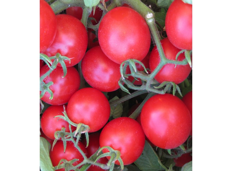 Семена томата для переработки Ачико (Achiko F1) 1000 сем., Cora Seeds Семена томата для переработки Ачико (Achiko F1) 1000 сем., Cora Seeds
