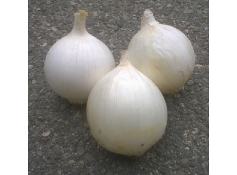 Семена лука белого Аида (Aida) (CRX 1939 ) F1 250 000 сем., Cora Seeds