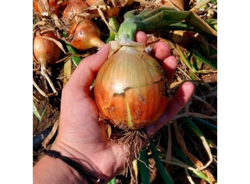 Семена лука CRX 2314 F1 (New Sonia) 250 000 сем., Cora Seeds