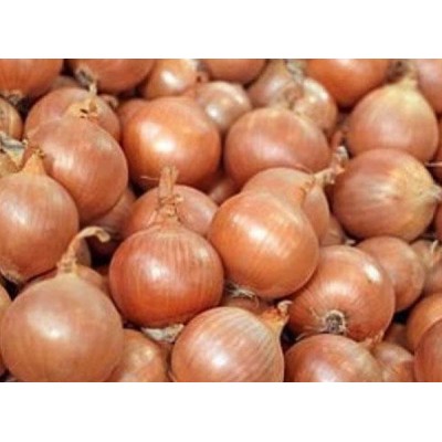 Насіння цибулі Дарика (Daryca) (CRX2386) F1 250 000 сем., Cora Seeds