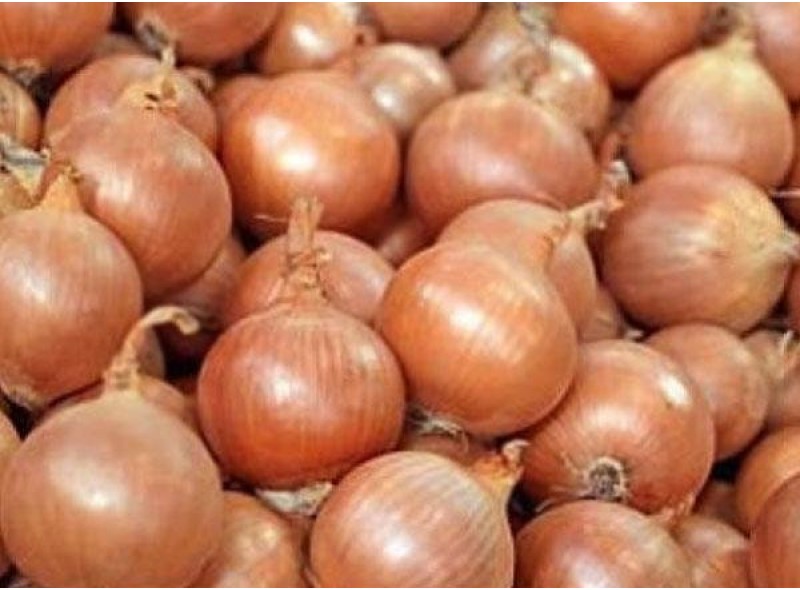 Насіння цибулі Дарика (Daryca) (CRX2386) F1 250 000 сем., Cora Seeds Насіння цибулі Дарика (Daryca) (CRX2386) F1 250 000 сем., Cora Seeds