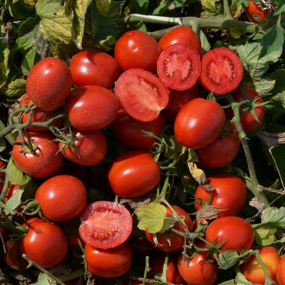 Семена томата 2040 F1 (10 000 семян), Lark Seeds, среднеранний