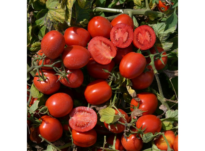 Семена томата 2040 F1 (10 000 семян), Lark Seeds, среднеранний
