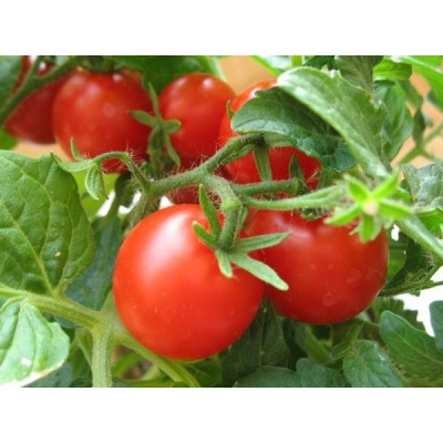 Семена томата 2280 F1 (10 000 семян), Lark Seeds, среднеранний