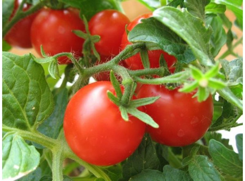 Семена томата 2280 F1 (10 000 семян), Lark Seeds, среднеранний