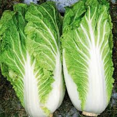 Семена пекинской капусты Аквилон F1 (2500 семян), Libra Seeds (Erste Zaden)