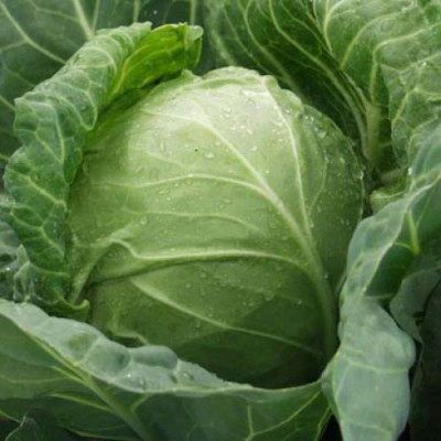 Семена капусты Дижон F1 (1000 семян), Libra Seeds (Erste Zaden)