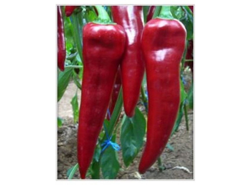 Семена перца Армагеддон F1 (100 семян), Yuksel