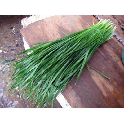 Насіння цибулі на перо Бая Верде (Baja Verde) 100 000 насінин Seminis (Голландія)