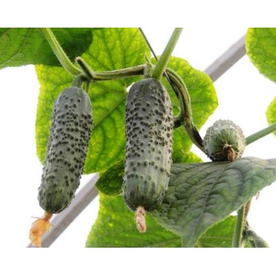 Семена огурца Бафра F1 (1000 семян), Libra Seeds (Erste Zaden), партенокарпический