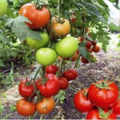 Семена томата Баракуда F1 (1000 семян), Lark Seeds, индетерминантный