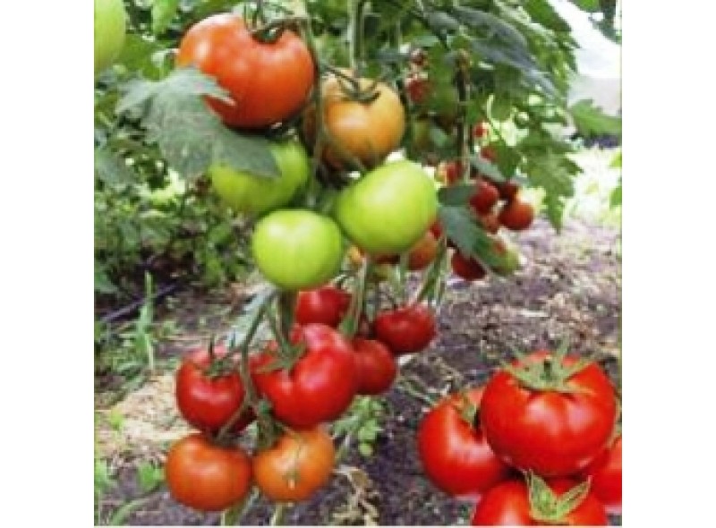 Семена томата Баракуда F1 (1000 семян), Lark Seeds, индетерминантный