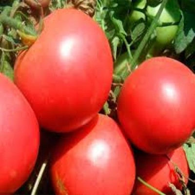 Семена томата Бестселлер F1 ( 250 семян), Libra Seeds (Erste Zaden), детерминантный, розовый биф
