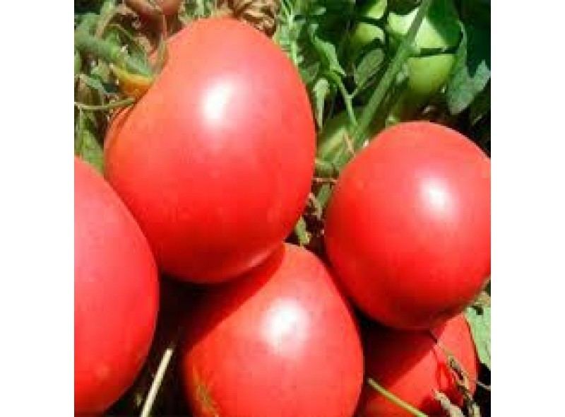Семена томата Бестселлер F1 ( 1000 семян), Libra Seeds (Erste Zaden), детерминантный, розовый биф Семена томата Бестселлер F1 ( 1000 семян), Libra Seeds (Erste Zaden), детерминантный, розовый биф
