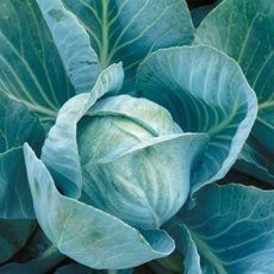 Насіння капусти білокачанної пізньої, Блоктор F1, (2500 насінин), Syngenta, Швейцарія