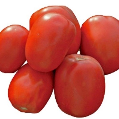 Семена томата CXD 265 F1 (5000 семян), Lark Seeds