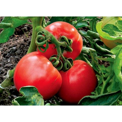 Семена томата детерминантного Шаста F1 (85-90 дней) (1000 нас.) Lark Seeds, самый ранний в мире