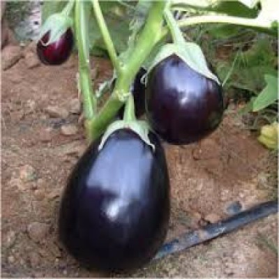 Семена баклажана Чемодан F1 округлый (1000 нас.) Lark Seeds