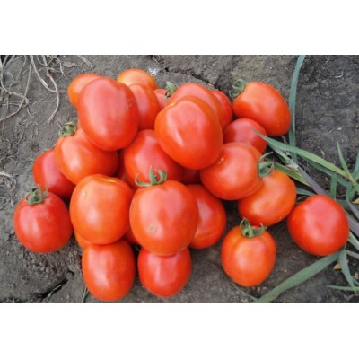 Семена томата Чезена F1 (1000 семян), Libra Seeds (Erste Zaden)