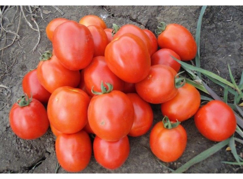 Семена томата Чезена F1 (1000 семян), Libra Seeds (Erste Zaden) Семена томата Чезена F1 (1000 семян), Libra Seeds (Erste Zaden)