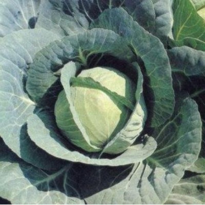 Семена капусты Эридана F1 (1000 семян), Libra Seeds (Erste Zaden)