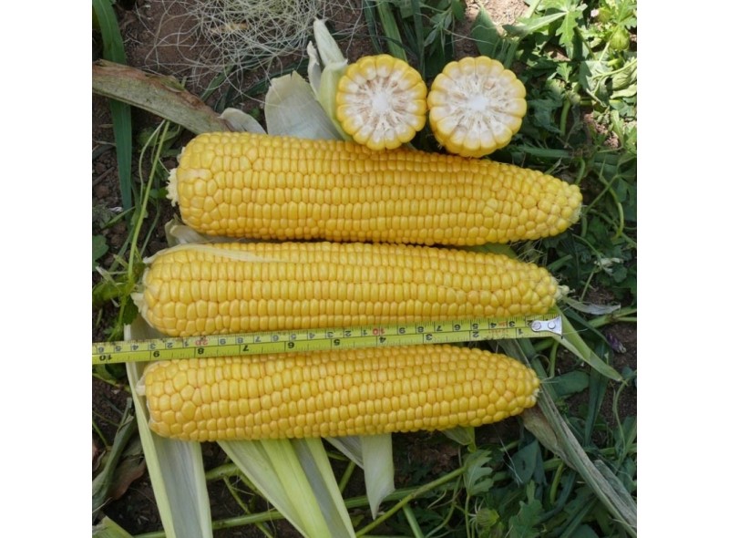  Семена сахарной кукурузы Добрыня F1 (70 дней), кочан 25см, 25000 семян, Lark Seeds