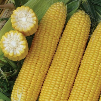 Семена кукурузы сахарной Экселент F1 (2500 семян), Lark Seeds
