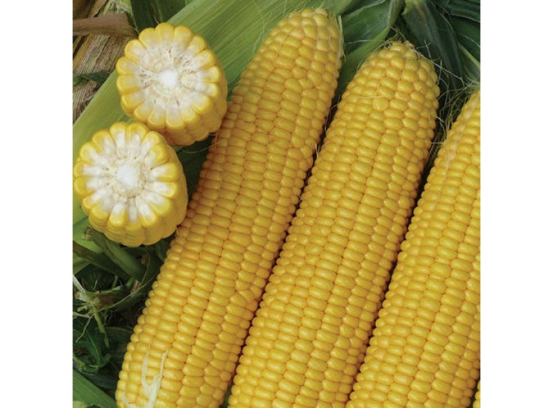 Семена кукурузы сахарной Экселент F1 (2500 семян), Lark Seeds