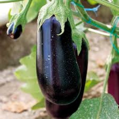 Семена баклажана Эльдорадо F1 (1000 семян), Libra Seeds (Erste Zaden)