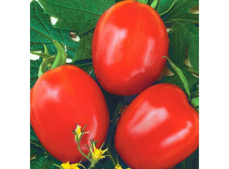 Семена томата Фокер F1 (25 000 семян), Nunhems