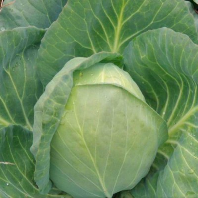 Семена капусты Колин F1 (1000 семян), Libra Seeds (Erste Zaden)