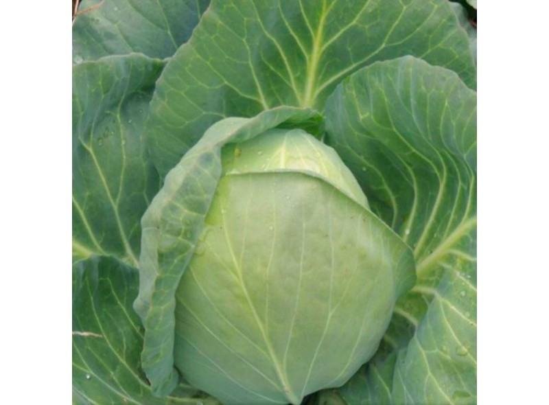 Семена капусты Колин F1 (2500 семян), Libra Seeds (Erste Zaden)