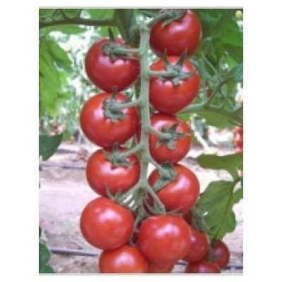 Семена томата Френзи F1 (1000 семян), Lark Seeds, среднеранний, черри